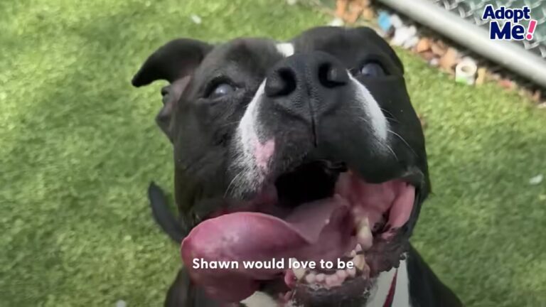 Hopeful Texas Dog Waits More Than 1,000 Days, Only To Lose The One Thing He Cherished