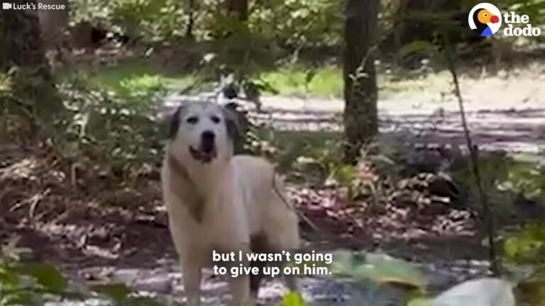 Loyal Georgia Dog Was Abandoned By The Roadside, But A Strange Detail Had The Rescuer Racing To The Scene
