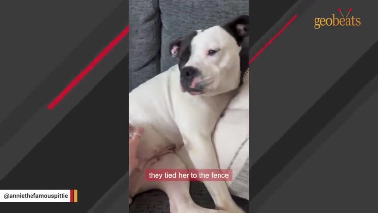 New York Dog Was Found Tied To A Fence After Having Puppies, But Her Babies Were Nowhere In Sight