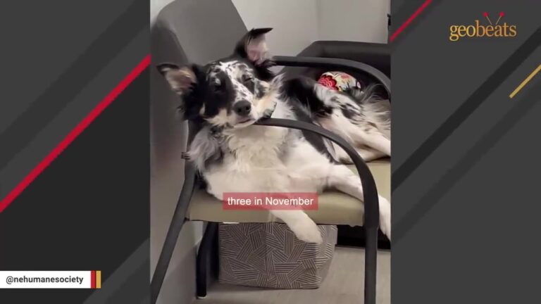 Nebraska Office Dog Times Her Favorite Game So Perfectly That Coworkers Can’t Walk Past Without Joining In