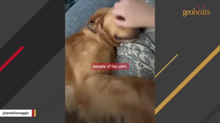 Arkansas Family Takes In A Dog Who Spent Most Of His Life In A Cage, Then Watches Him Discover A Bed