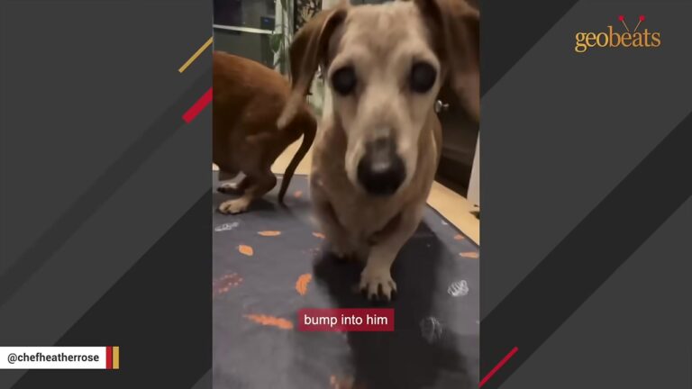 Tiny Senior Dog Kept Waiting With No Adoption Applications After Being Found Wandering Arizona  Streets