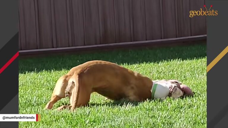 New York Dog Gave Up On Life In The Shelter Until One Winter Day Inspired Something Unusual