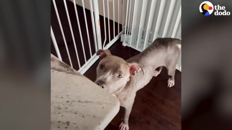Heartbroken North Carolina Dog Was So Thin That Her Rescuers Could See Every Bone