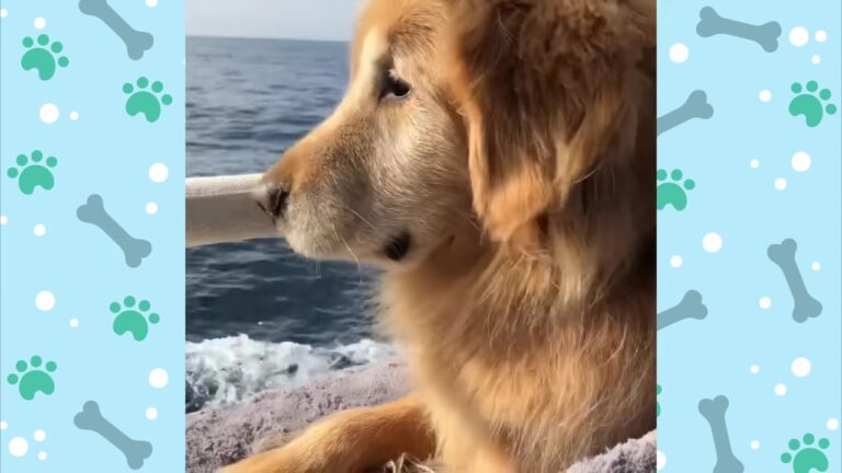 Nearly 14-Year-Old Georgia Dog Cannot Contain His Excitement When Dinner Arrives