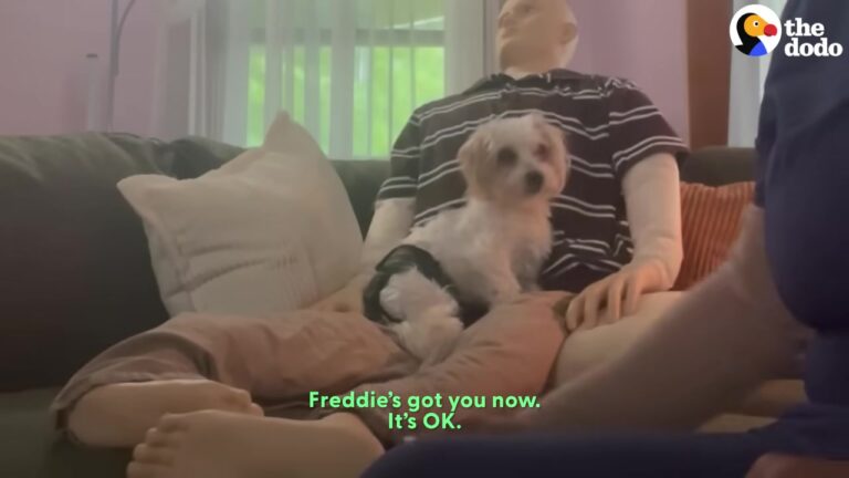 California Dog Struggled With Severe Separation Anxiety Until His Mom Brought Home An Unusual Best Friend