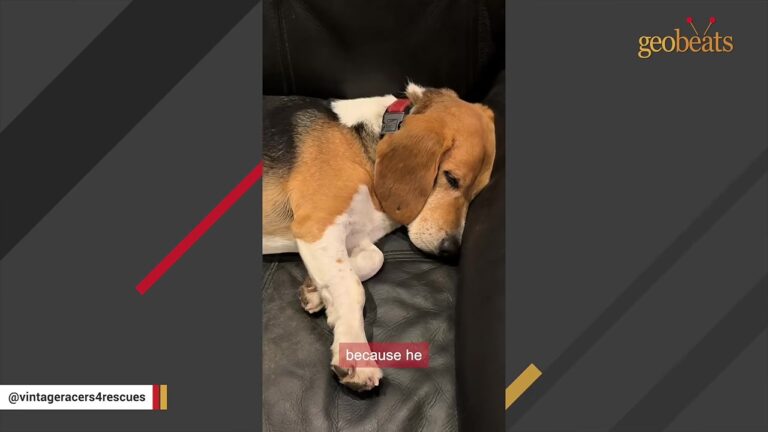 North Carolina Dog Had Two Adoptions Fall Through Before His Quirky New Routine Took Over The House