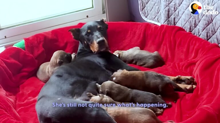 Nervous California Mama Dog Refuses To Let Her Guard Down While Seven Puppies Wait Inside A Tent