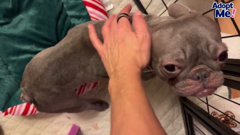 Texas Mama Dog Hid Under A Pee Pad After Her Troubling Past, And Her Foster Found A Different Way To Reach Her