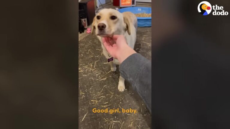 Fearful Pregnant Michigan Dog Ran From Anyone Who Tried To Help As A Massive Storm Approached