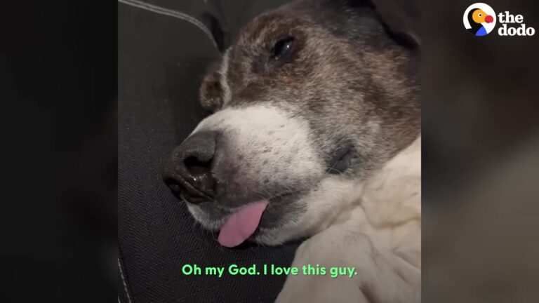 Heartbroken Texas Dog Watched The World Go By From Behind A Shelter Kennel Door