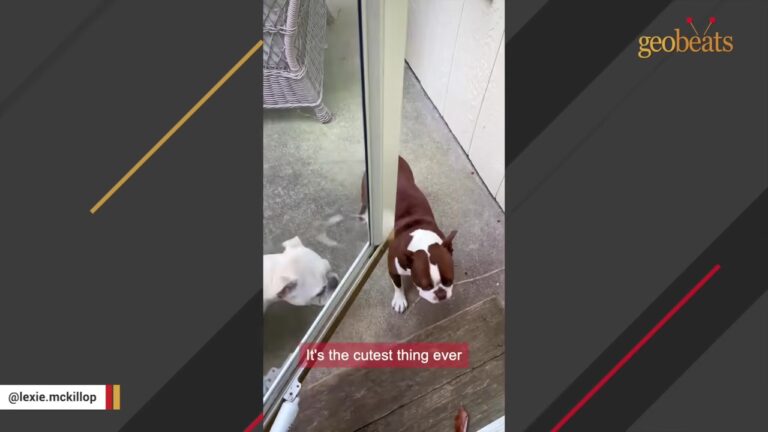 Ohio Dog Spent Three Years In A Breeding Mill And Didn’t Even Know What Grass Was