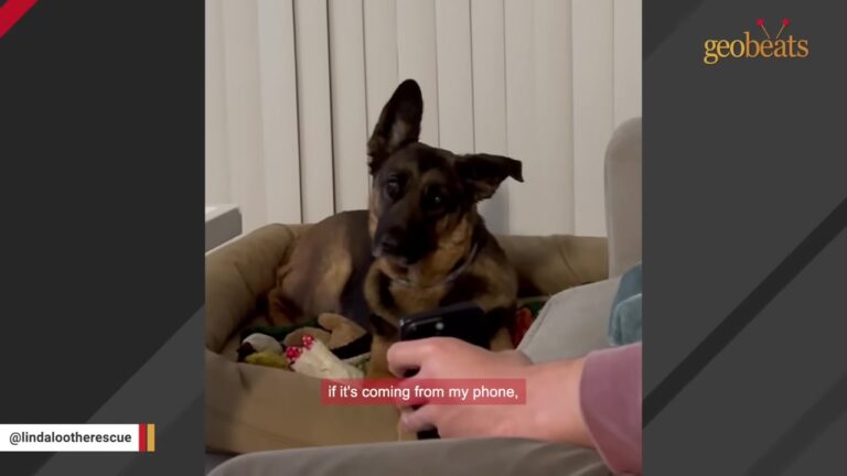 Senior Florida Dog Dumped With A Severe Limp Had One Strange Clue To What She Had Endured