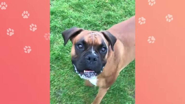 Pennsylvania Man Heard Persistent Barking From The Garden And Found Something Unexpected In The Grass