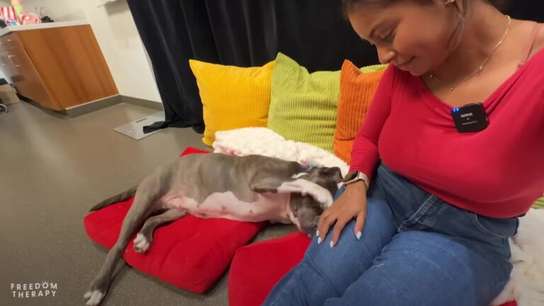 California Senior Shelter Dog Gets A Private Movie Theater And Melts Into The Perfect Cuddle Bug