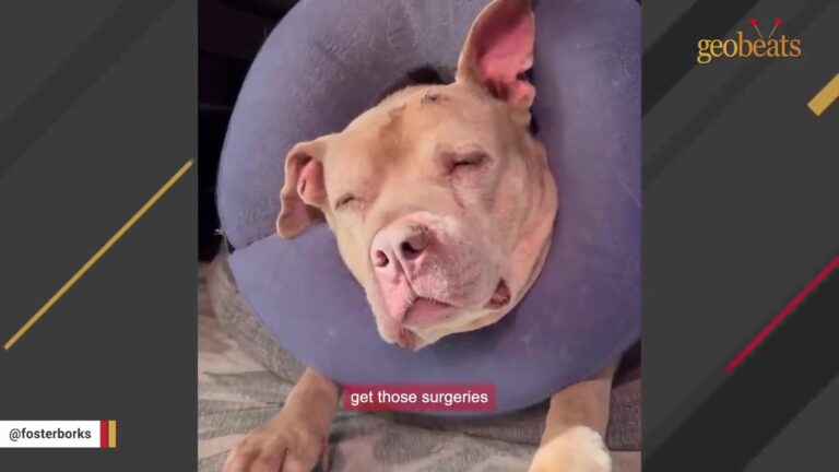 Senior Pitbull Kept Waiting In Her California Kennel After Losing The Only Home She Knew