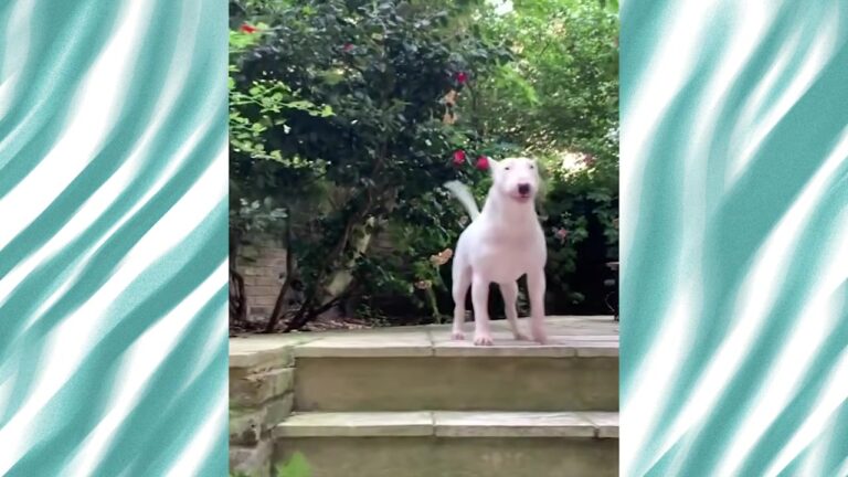 A Texas Man Watches His Bull Terrier Walk Slowly Under A Tree And Wonders What He’s Doing