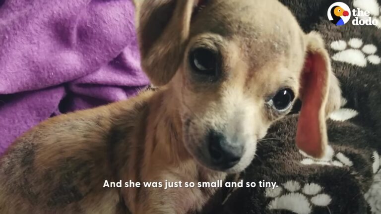 Tiny Texas Puppy Was Left In The Freezing Rain, But The Small Dog House Hid A Startling Secret
