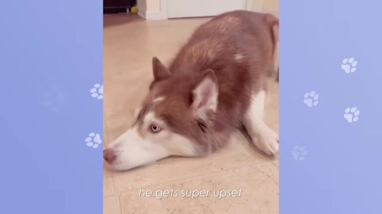 Anxious California Dog Kept Watching Through The Window, Terrified His Family Would Leave