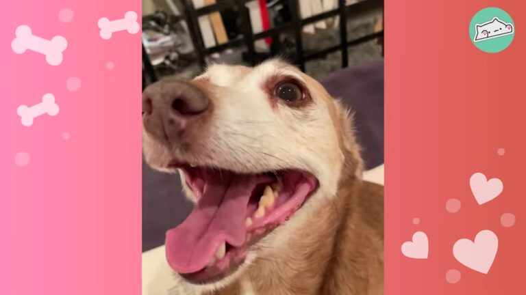 Nervous California Dog Lost Her Owner, Then Found Herself Unsure Where She Belonged