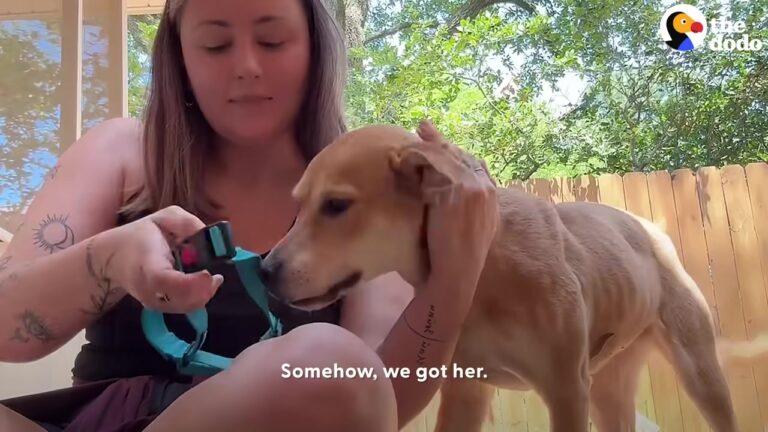 Texas Woman Spends Seven Hours Earning A Dumped Puppy’s Trust, Then Her Dad Makes A Surprising Reversal