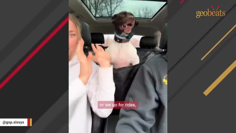 Vermont Dog Had To Leave The Only Home She Knew Then One Car Ride Revealed Something Unexpected