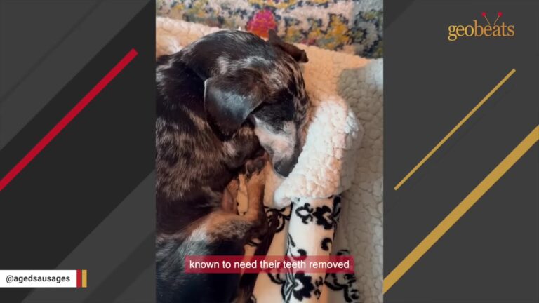 Senior Dog Was Found Alone Under A Texas Bridge, Then A Vet Discovered Something About His Missing Teeth