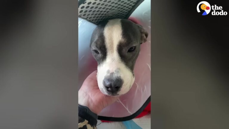 Sorrowful Texas Dog Could Only Sit Alone On The Street After A Severe Injury Took Away Her Ability To Walk