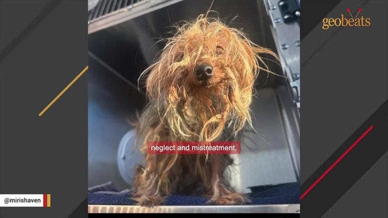 Virginia Dog Dumped Into An Eight-Story Trash Chute Waits Among The Garbage With Her Fur Completely Matted