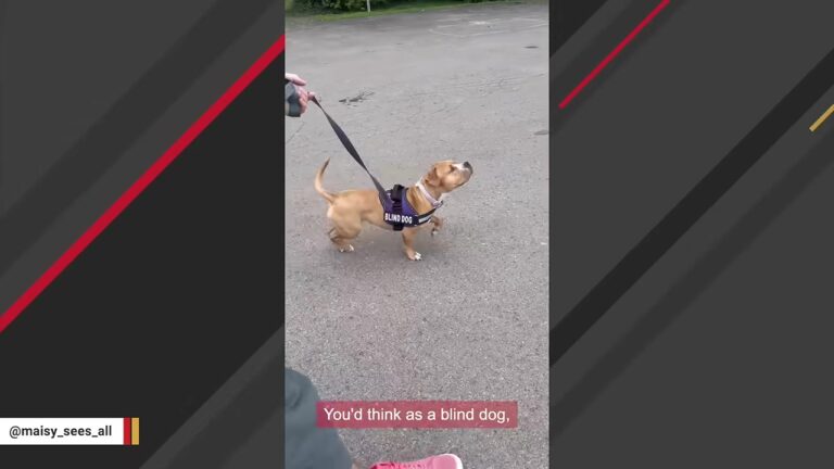 Blind Pennsylvania Dog Was Nearly Out Of Time When One Man Crouched Down And Waited To See What She Would Do