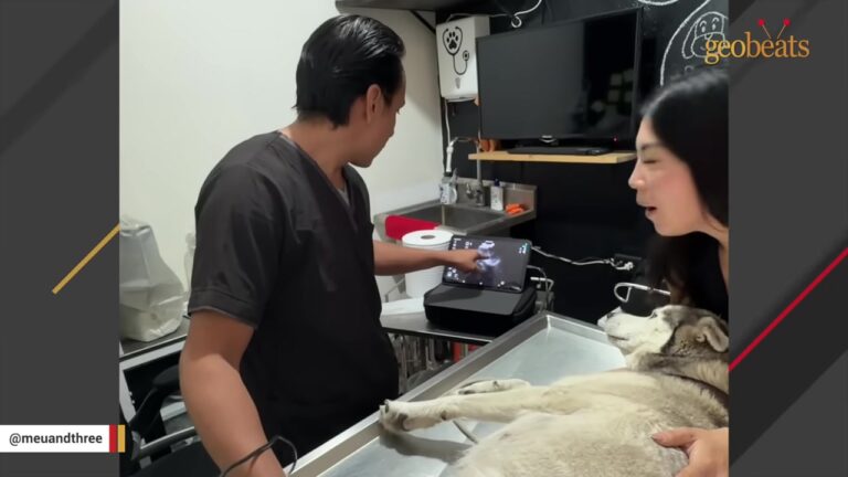California Woman Finds An Exhausted Husky Alone In The Mountains With A Secret Nobody Saw Coming