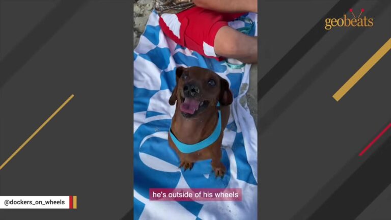Dog Used For Breeding Is Left At A Missouri Shelter The Moment He Can No Longer Walk