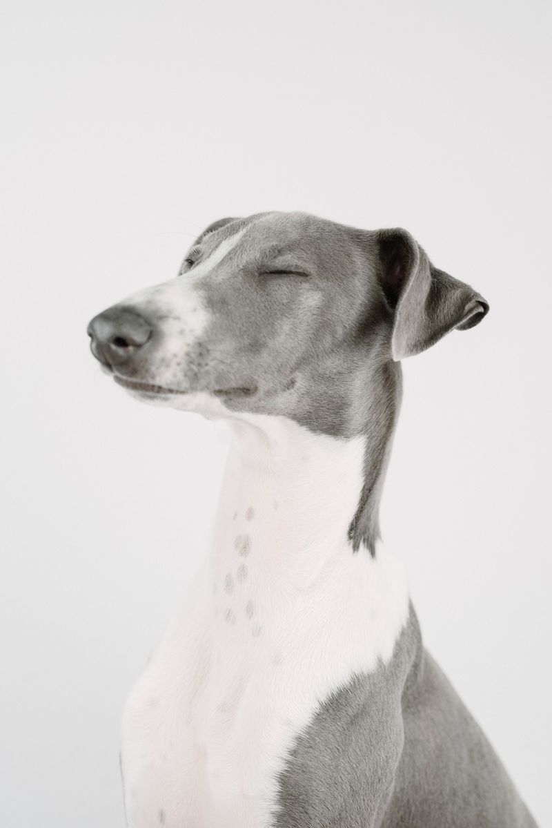 Greyhound: The 45-MPH Couch Potato