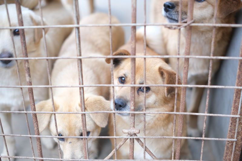 Adoption Fees, Paperwork, and Local Licensing