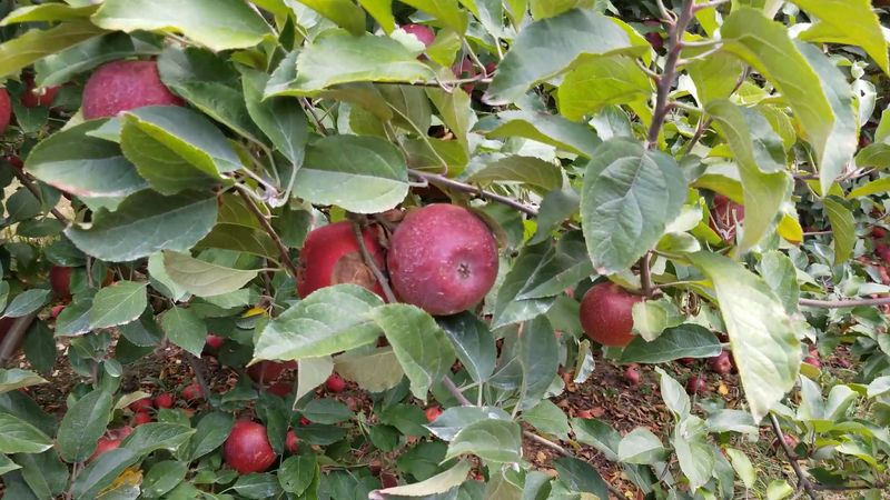 B.J. Reece Orchards: Apple Picking With Your Pup