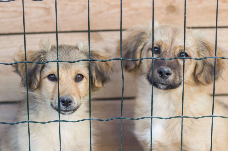 Puppy Adoption or Purchase Costs