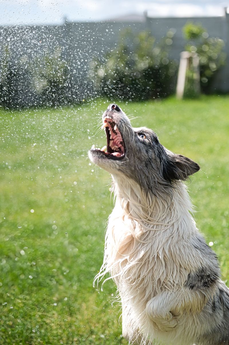 How Will You Keep My Dog Cool In Florida's Heat?