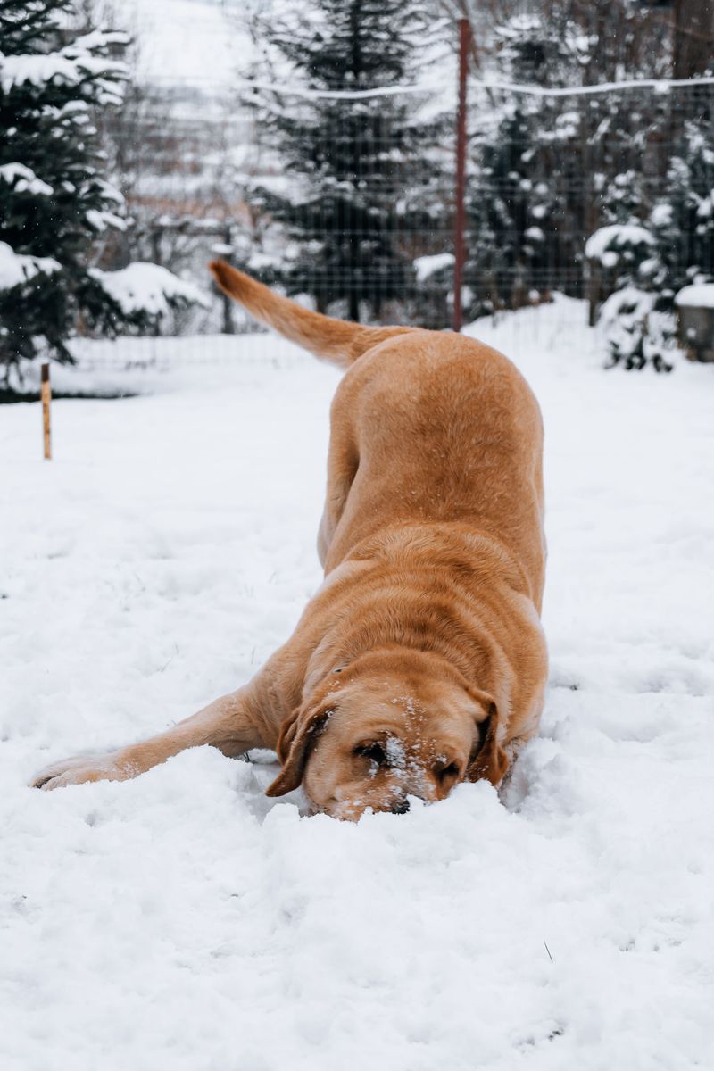 Chesapeake Bay Retriever: Built for Ice