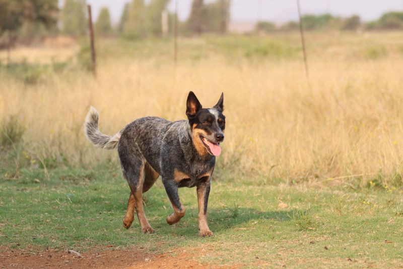 Australian Cattle Dog: A Busy Partner For Livestock Chores