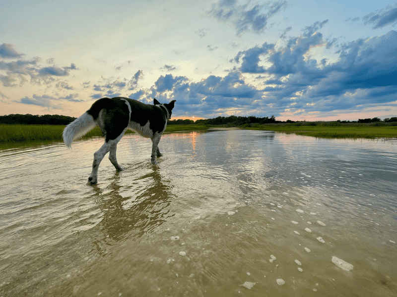 Brackish Water Can Hide Sharp Hazards