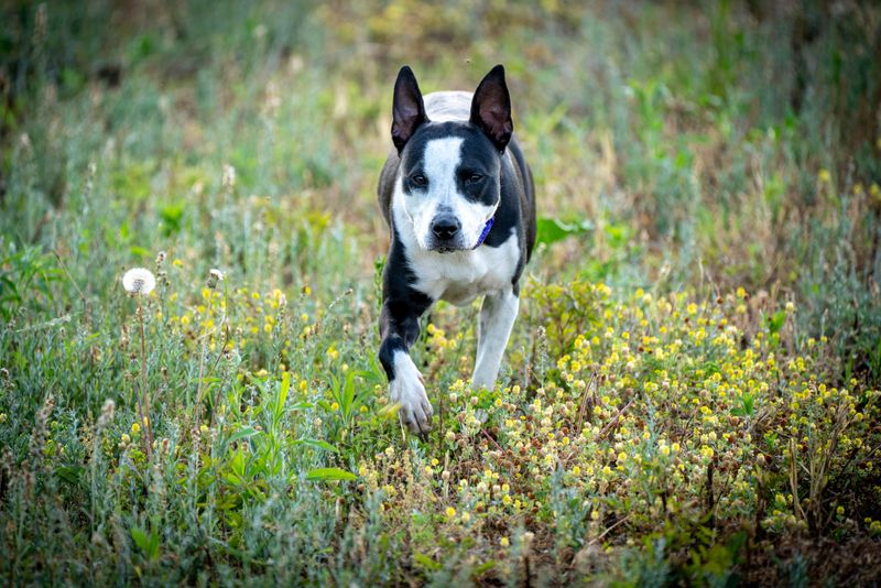Make Sure Dogs Are Allowed Where You Are Going