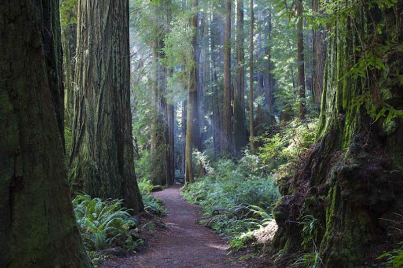 Cal-Barrel Road: Big Trees Beyond the Gate