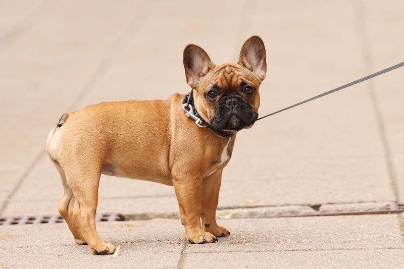 French Bulldog: The Compact Clown