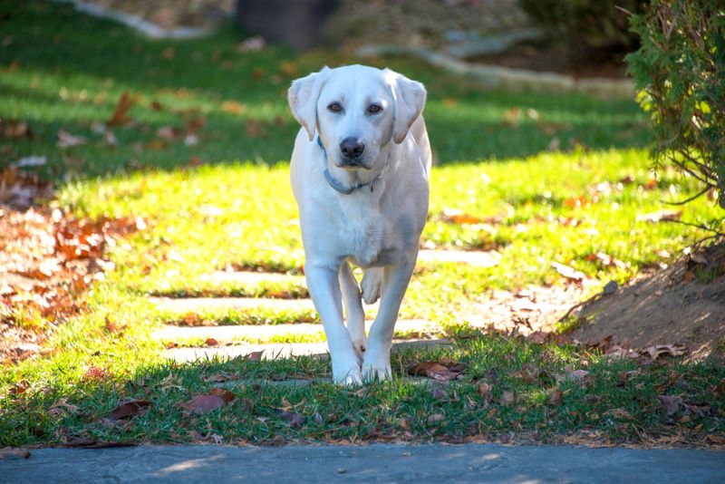 Labrador Retriever: The Garden State Classic
