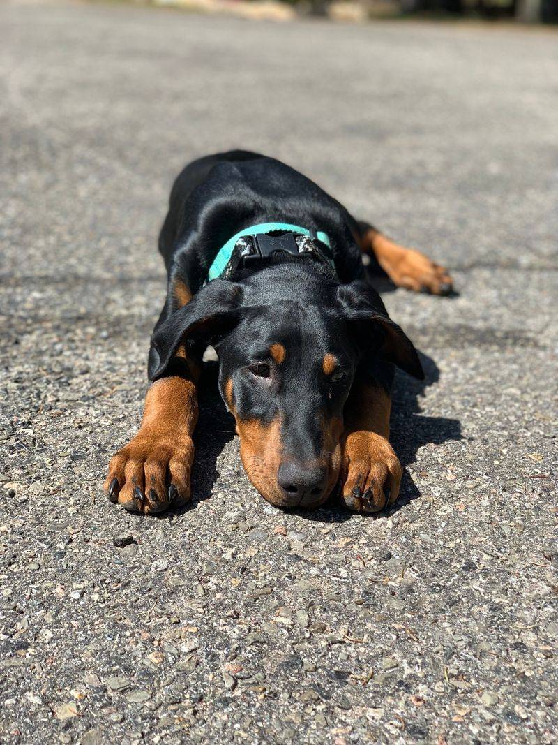 Hot Ground Can Hurt Tiny Paws