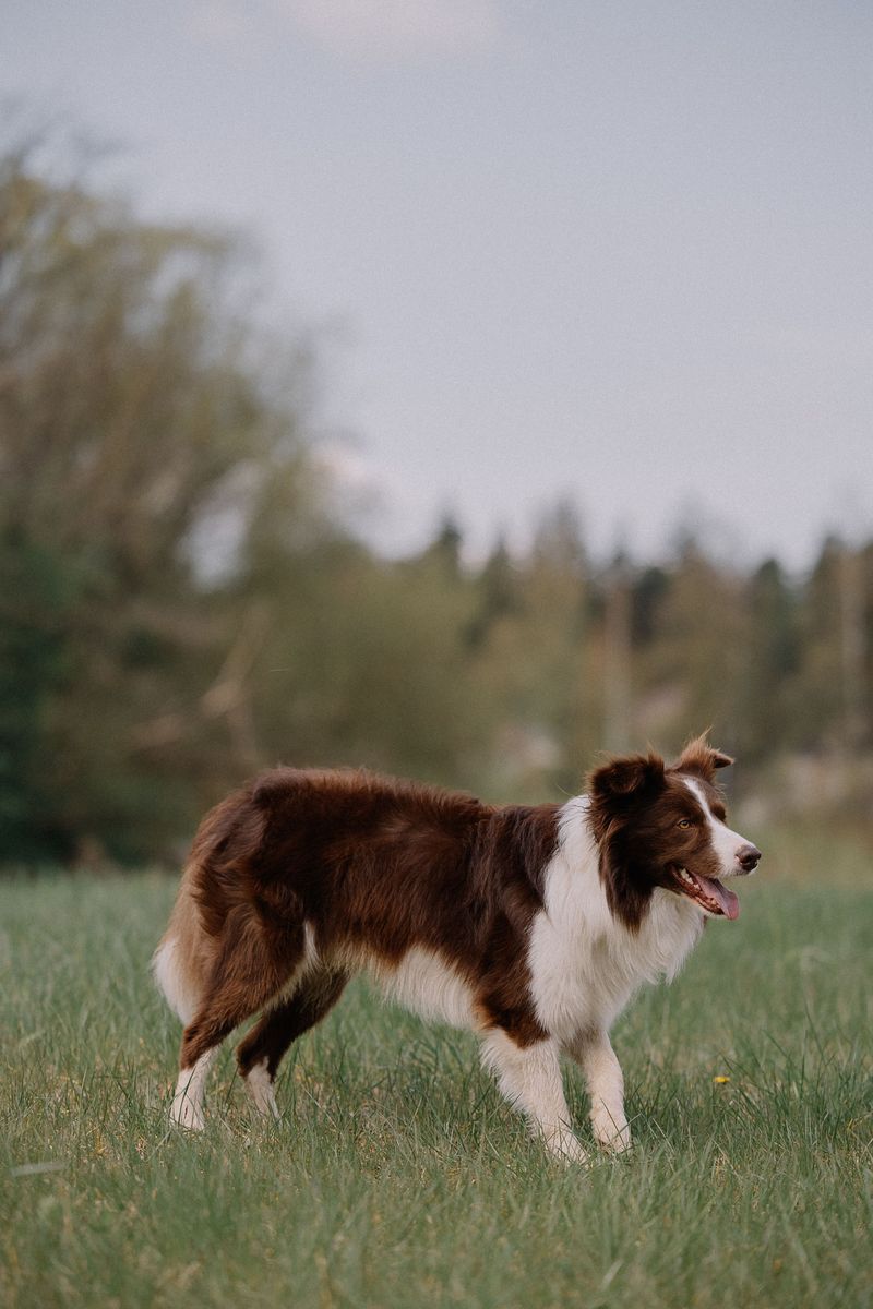 Border Collie: The Sheep Whisperer