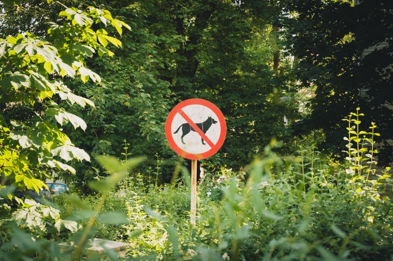 Does Your Lease Actually Allow Dogs?