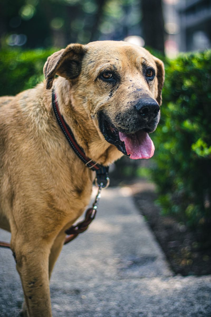 Read the Pet Policy Before Anything Else
