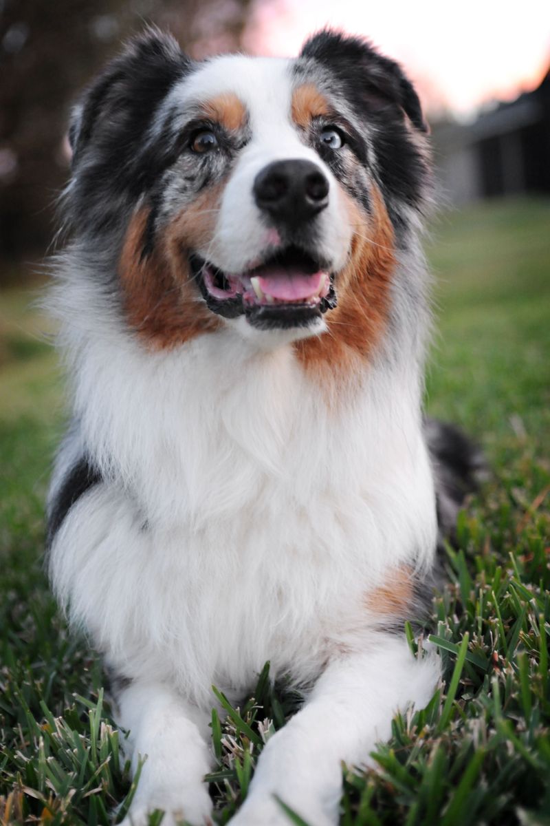 Australian Shepherd: The Western Original