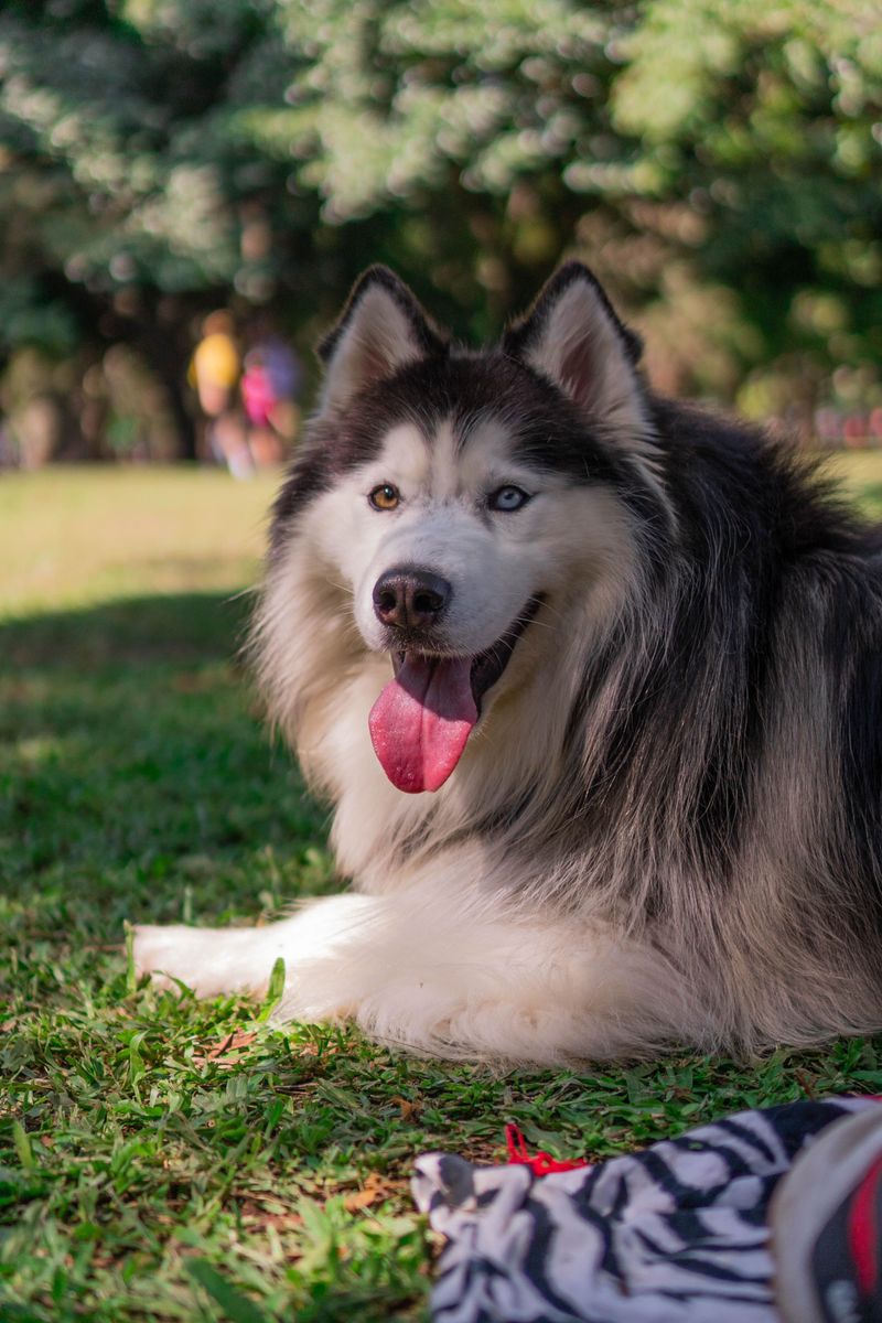 Dogs With Heavy Coats May Need More Breaks